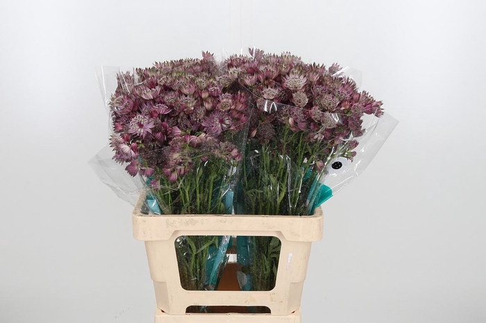 <h4>Astrantia Star Of Africa</h4>