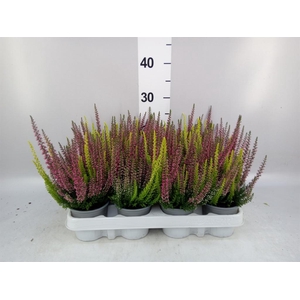 Calluna vulg. 'Beauty L'  ..mix 2/p