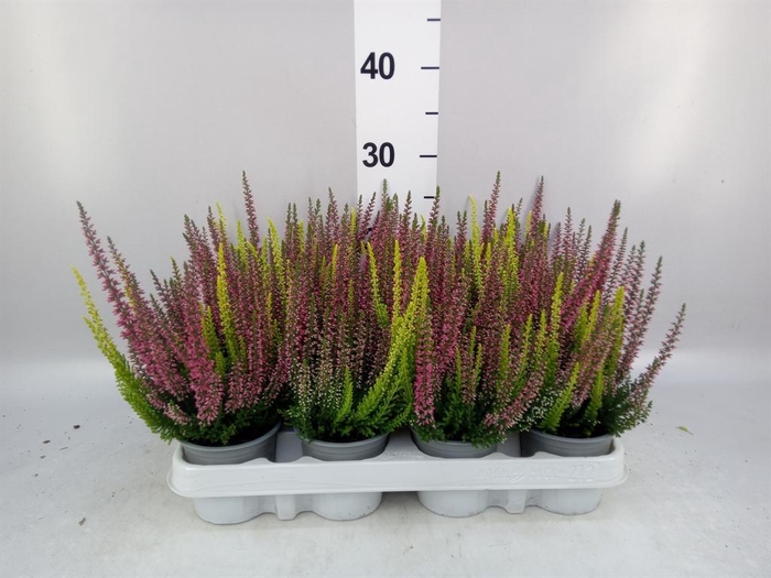 Calluna vulg. 'Beauty L'  ..mix 2/p