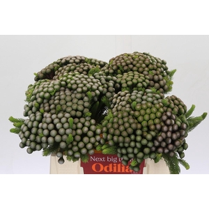 Cape Green Albiflora