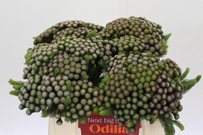 Cape Green Albiflora