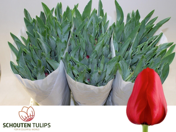 <h4>TU EN ILE DE FRANCE</h4>