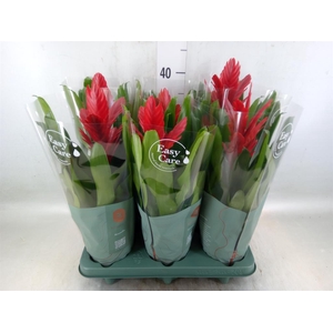 Vriesea  'Intenso Red'
