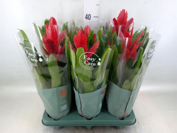 <h4>Vriesea  'Intenso Red'</h4>
