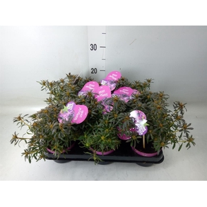 Rhododendron sim. 'Star Style Lila'