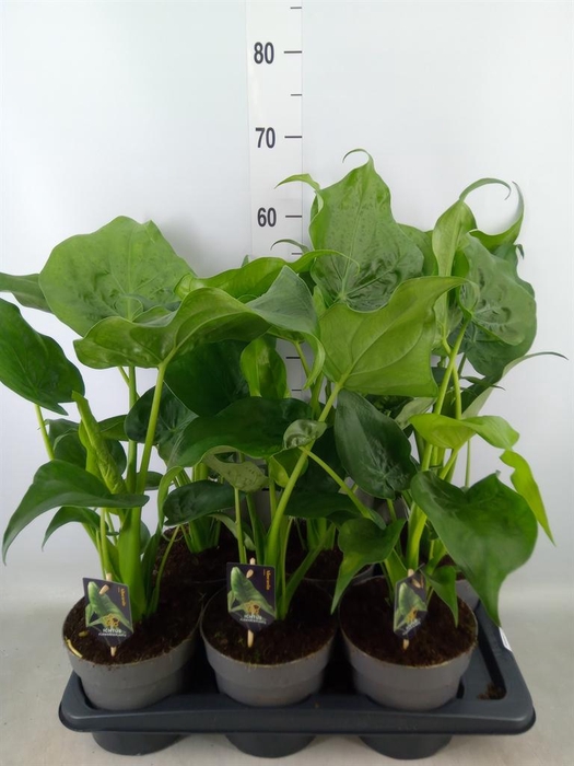 <h4>Alocasia cucullata</h4>