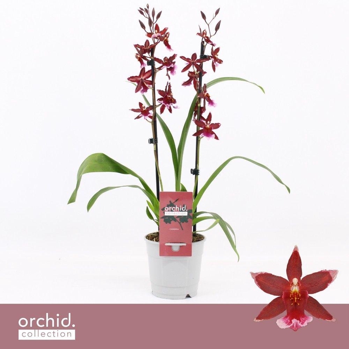 <h4>Barrocco Red, 2-spike 'Orchid Collection'</h4>