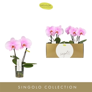 Singolo & Co Mino