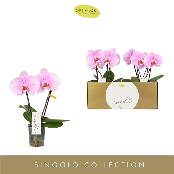 <h4>Singolo & Co Mino</h4>