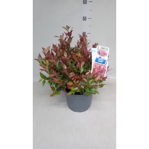 Leucothoe axillaris 'Curly Red'