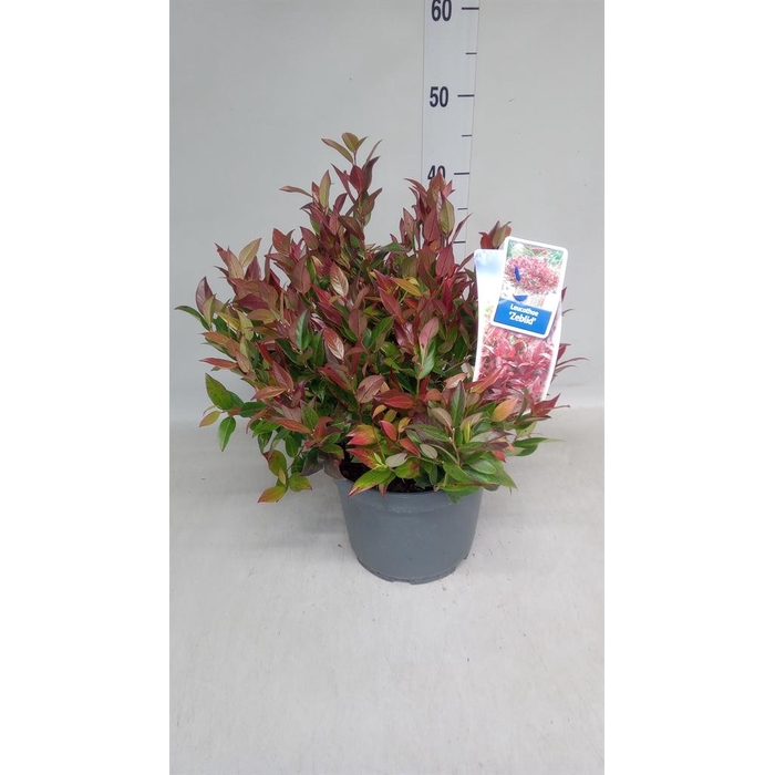 <h4>Leucothoe axillaris 'Curly Red'</h4>