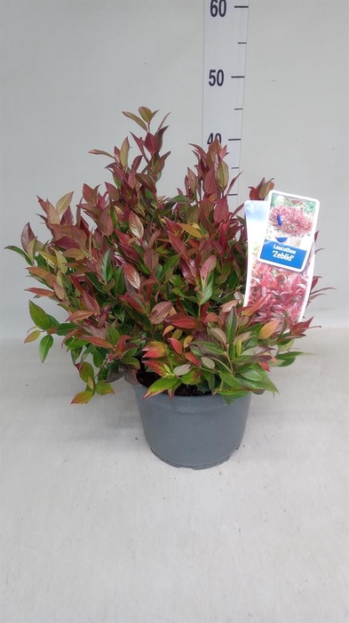 Leucothoe axillaris 'Curly Red'