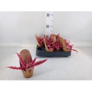 Cryptanthus bivittatus