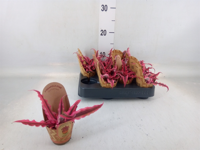 <h4>Cryptanthus bivittatus</h4>