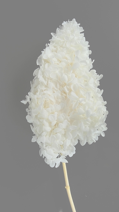 Dried Bleached Hydrangea Tower