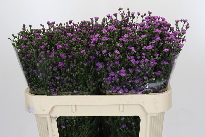 <h4>Aster Baby Pink</h4>