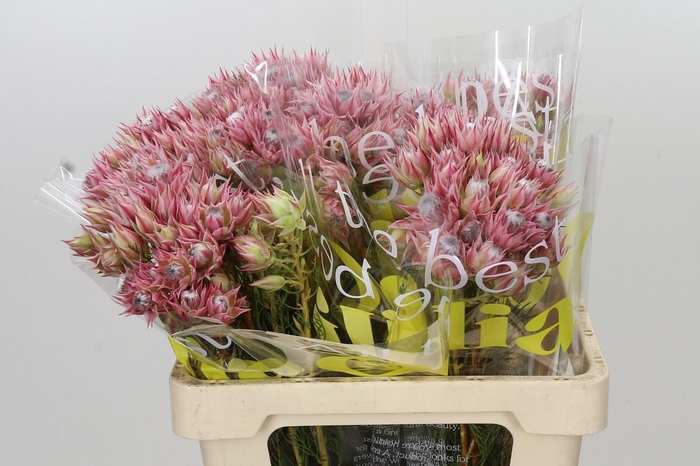 <h4>Blushing Bride Pink 2/5 Flowers</h4>