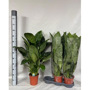 SPATH SWEET ISABELLA