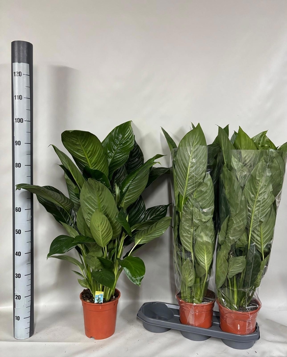 <h4>SPATH SWEET ISABELLA</h4>