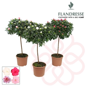 Azalea Flandresse® stam 'gemengd ' 30 cm