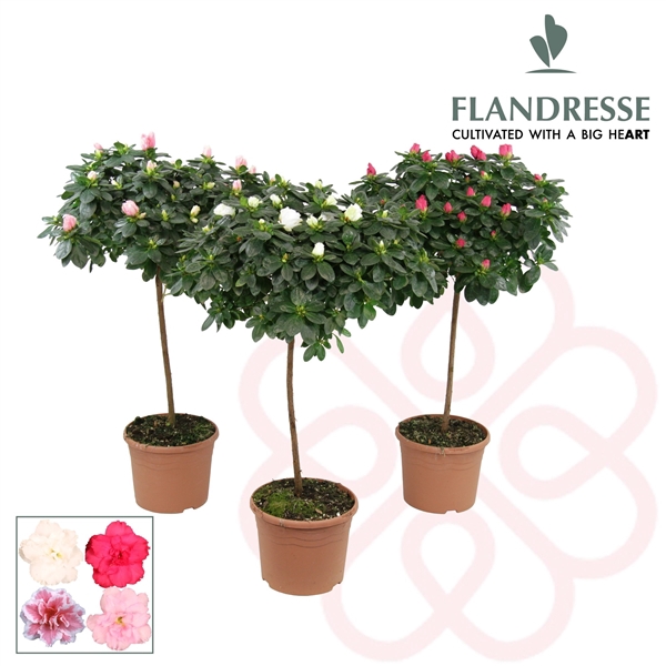 <h4>Azalea Flandresse® stam 'gemengd ' 30 cm</h4>