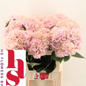 HYDR M MY PINKTOU RZ