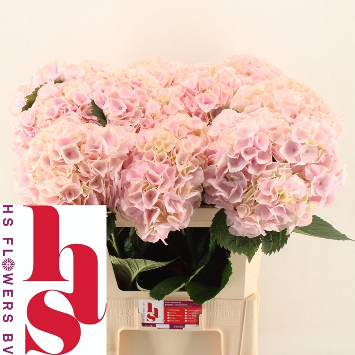 <h4>HYDR M MY PINKTOU RZ</h4>