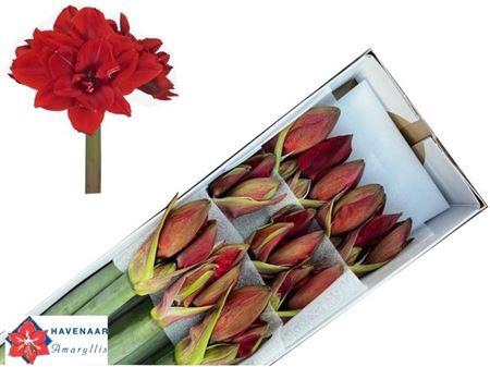 <h4>Hipp Dg Red Toro</h4>