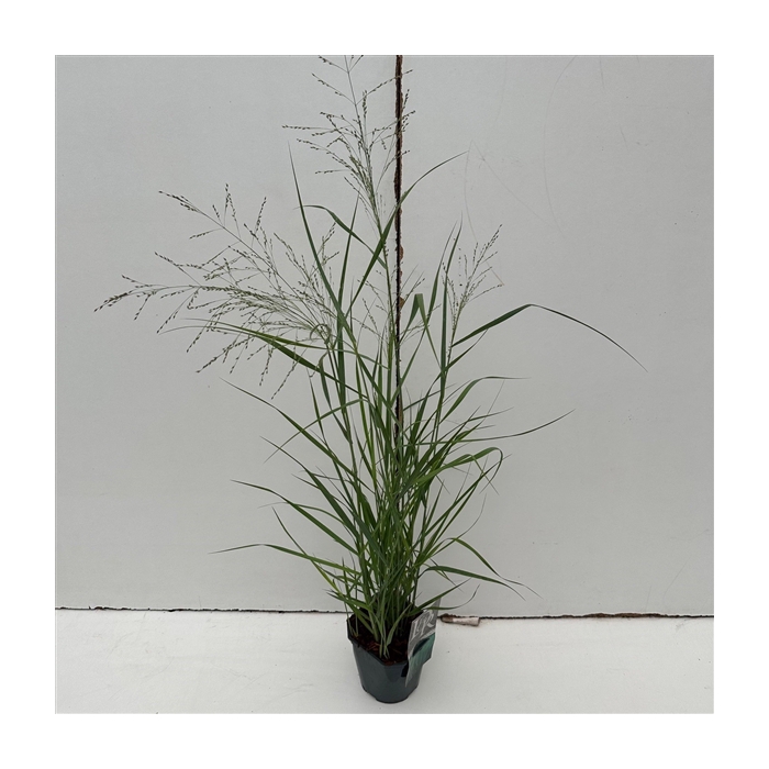 <h4>Panicum 'Prairy Sky'</h4>