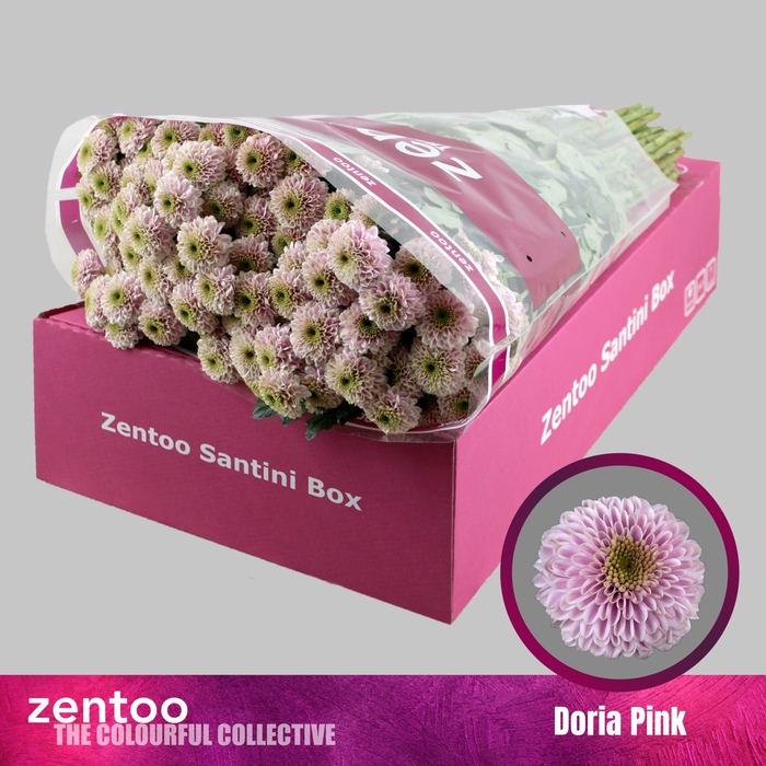 <h4>Chrysanthemum SA 'Doria Pink'</h4>