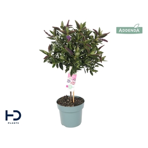 Hebe Addenda Britta p17 bol op stam (ø ca. 35cm)