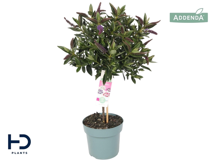 <h4>Hebe Addenda Britta p17 bol op stam (ø ca. 35cm)</h4>