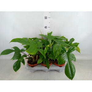 Philodendron   ...