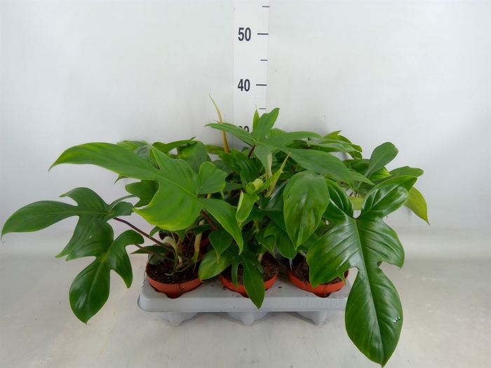 <h4>Philodendron   ...</h4>