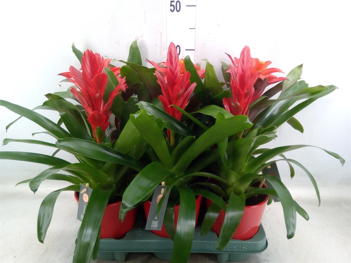 <h4>Bromelia   ...mix</h4>