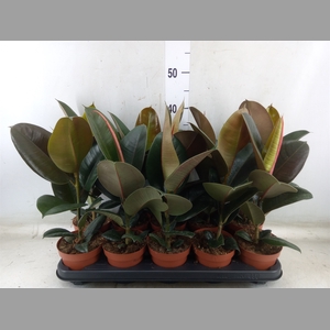 Ficus elastica 'Robusta'