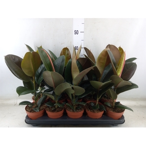Ficus elastica 'Robusta'