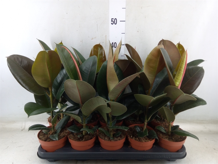 <h4>Ficus elastica 'Robusta'</h4>
