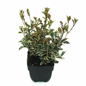 Osmanthus heterophyllus 'Variegatus' P17