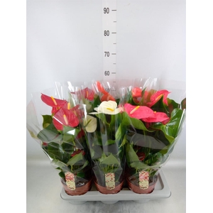 Anthurium   ...mix 4