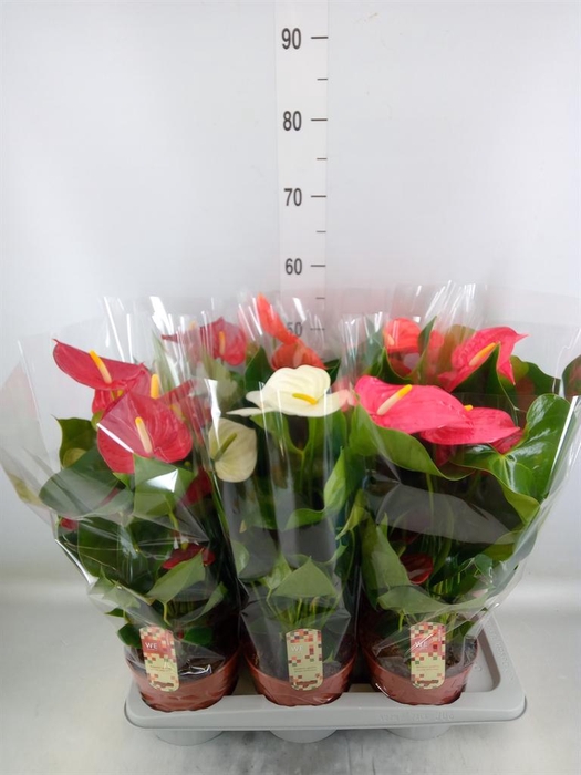 <h4>Anthurium   ...mix 4</h4>