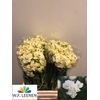 Narcissus Sir Winston Churchill Large Box