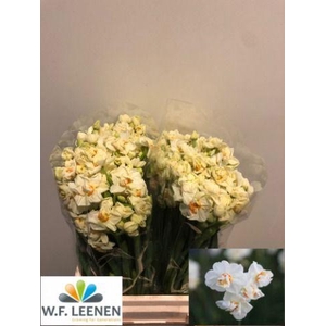 Narcissus Sir Winston Churchill Large Box