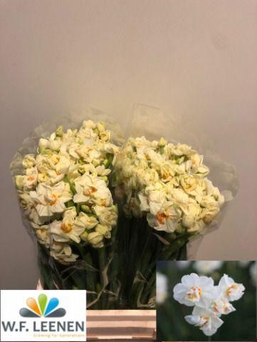 <h4>Narcissus Sir Winston Churchill Large Box</h4>
