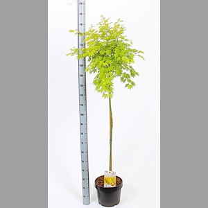 ACER PA ORANGE DREAM