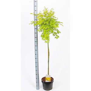 Acer Pa Orange Dream
