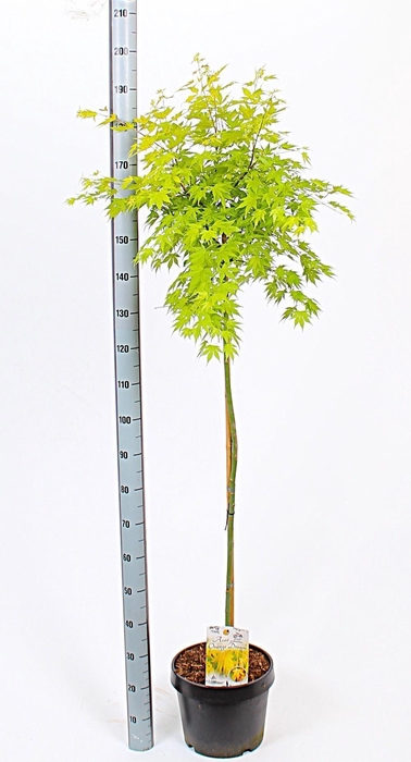 <h4>ACER PA ORANGE DREAM</h4>