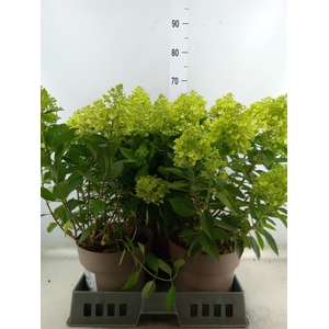 Hydrangea pan. 'Panflora'