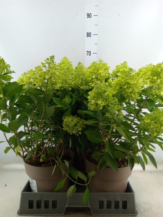 <h4>Hydrangea pan. 'Panflora'</h4>