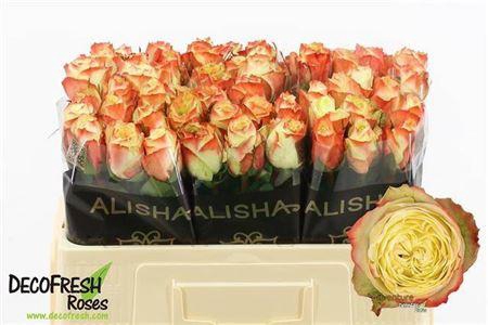 <h4>R Gr Adventure</h4>